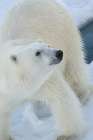Norway, Svalbard. Norway, Svalbard. Close-up of polar bear male on ice. Coastal Print
